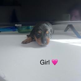Girl 3 - Black and tan female Dachshund puppy in Harrisburg, Oregon from Funny Farm Dachshunds