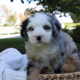 Willow-BLUE EYE - Blue merle female Bernedoodle puppy in Apple Creek, Ohio from Cuddle Paws