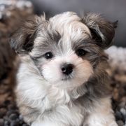 Rare Gem Merlyn - Blue Mi-Ki puppy in Cleveland, Ohio from Rare Gem Mi-Ki’s LTD