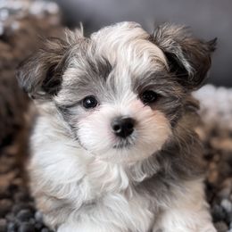 Rare Gem Merlyn - Blue Mi-Ki puppy in Cleveland, Ohio from Rare Gem Mi-Ki’s LTD