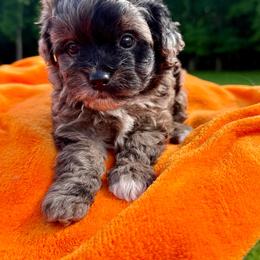 Canyon - Blue merle male Aussiedoodle puppy in Science Hill, Kentucky from Southern Paws Kennels