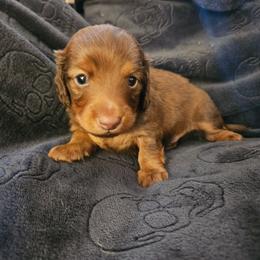 Boy 1 - Chocolate and tan male Dachshund puppy in New Castle, Colorado from Shaffers low riding weiners