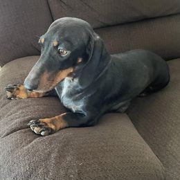 Penelope - Dachshund