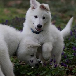 Berger Blanc Suisse Puppies from Moro Shepherds