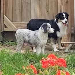 Chinese Crested, Miniature American Shepherd, and Aussiedoodle Puppies from Rosewood companions