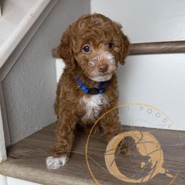 Peter (blue collar) - Red  male Goldendoodle puppy in Murrieta, California from Apricot Poodles & Goldendoodles, LLC