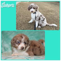 Aussiedoodle All Grown Up from Triple Creek Aussies and Doodles