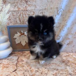 Rolls - Black and white male Pomsky puppy in Bucyrus, Missouri from Hill Top Pomskies