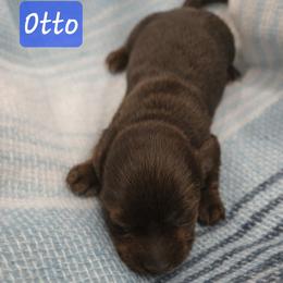 Otto - Chocolate male Dachshund puppy in Lubbock, Texas from Wagging Tails