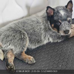 AKC Champion Bloodline Australian Cattle Dog - Light Blue Collar Boy - Blue male Australian Cattle Dog puppy in Cassatt, South Carolina from B & E Farms