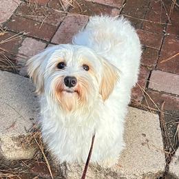 Havanese puppies from Shadycove K9