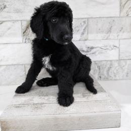 Fresca - Black female Poodle puppy in Mesa, Arizona from Desert Doodles