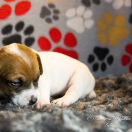 Russell Terrier Puppies from Diamond D Jacks