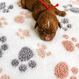 Aussiedoodle, Bernedoodle, Cavapoo, Goldendoodle, and Newfypoo Puppies from Haaspawz
