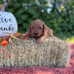Dolly - Red  female Goldendoodle puppy in Statesville, North Carolina from Ashley's Doodles