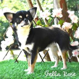 Stella Rose - Chihuahua