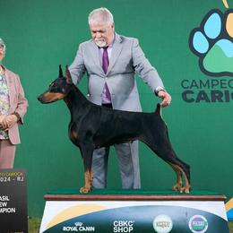 Doberman Pinscher puppies from Indah Lux Dobermans