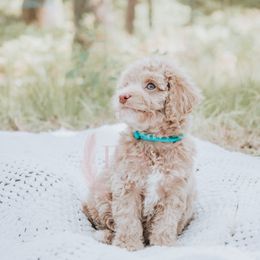 Teal girl - Buff female Cockapoo puppy in Missoula, Montana from Big Sky Cockapoos