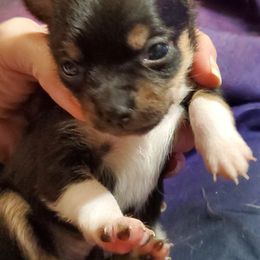 Girl 1 - Black and tan female Chihuahua puppy in Oklahoma City, Oklahoma from Teacup Chihuahuas and Friends