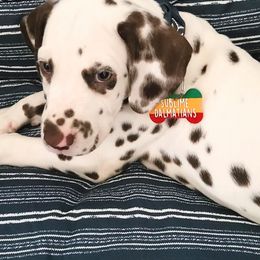 Dalmatian Puppies from Sublime Dalmatians