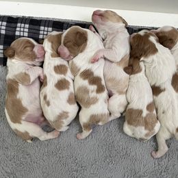 Brittany Puppies from Beaupre Gun Dogs
