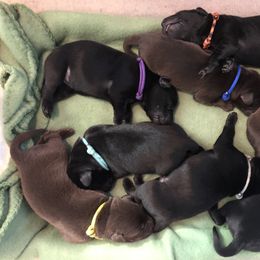 Labrador Retriever Puppies from Southtown Retrievers