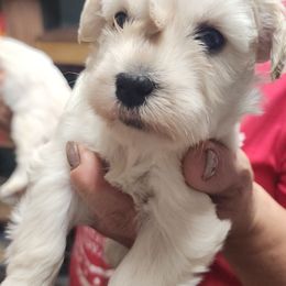 Cici - Wheaten female Miniature Schnauzer puppy in Ferndale, Washington from Blackhorse Schnauzers Washington state