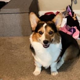 Pembroke Welsh Corgis from CorgiholicsAz