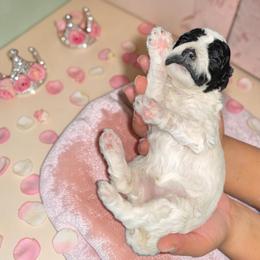 Miss. Charlotte - Parti female Poodle puppy in Gainesville, Florida from Pet Inn Xxweetdoodles