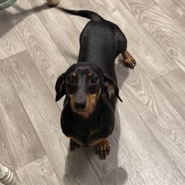 Cali - Dachshund
