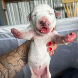 Light Blue Girl - White and liver brown female Dalmatian puppy in Lakeland, Florida from Ink Spot Canines