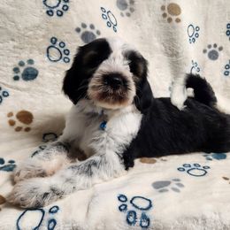 Michael - Black brown and white male Tibetan Terrier puppy in Lane County, Oregon from Zara Tibetan Terriers