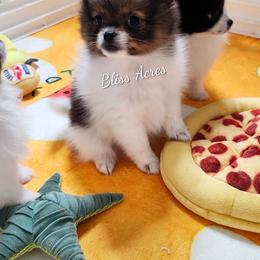 Pomeranian puppies from Bliss Acres Farm