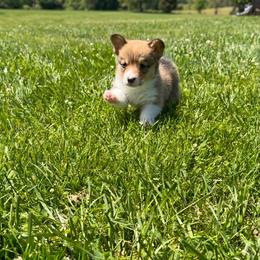 Pembroke Welsh Corgi Puppies from Sugarbush Corgis