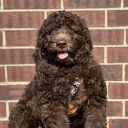 Green - Brown Poodle puppy in Texas from Palace Pups NTX