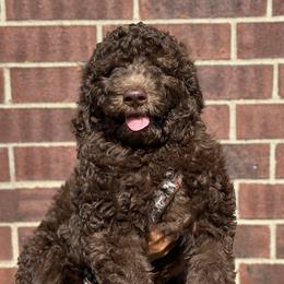 Green - Brown Poodle puppy in Texas from Palace Pups NTX