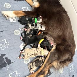 Miniature Australian Shepherds from Battle Born Mini Aussies