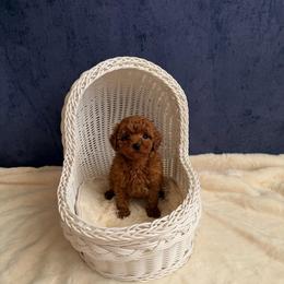 Benny(AKC) - Red  male Poodle puppy in Moreno Valley, California from Yanni's Poodle