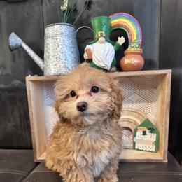 Jack-Jack - Brown male Maltipoo puppy in West Jordan, Utah from Mid Sized Maltipoos and More LLC