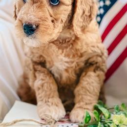 Goldendoodle Puppies from Table Rock Legacy Doodles
