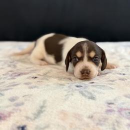 Chocolate and tan piebald smooth female AKC - Piebald female Dachshund puppy in Calera, Alabama from Southern Sky Dachshunds