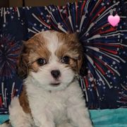 Dogpool, aka Sweet Mary Puppins  (Pink Collar) - Brindle and white female Cavatzu puppy in West Valley City, Utah from Pulley Puppies