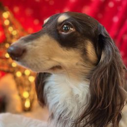 Charlie Brown - Dachshund