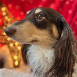 Charlie Brown - Dachshund