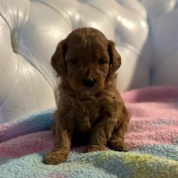 Candycane - Apricot female Cavapoo puppy in Gainesville, Florida from Alyssa Xxweetdoodles
