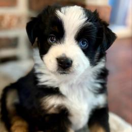 Meet Poppy - Black tri female Miniature American Shepherd puppy in Stockton, Missouri from Kizmit Farmz