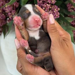 Sienna - Tri-color female Bernedoodle puppy in Yuciapa, California from AlltheDoodlez_