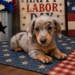 Deegan - Dapple male Dachshund puppy in Warm Springs, Arkansas from Seven Hills Arkansas