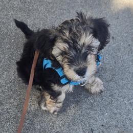 Yorkipoo Puppies from TheSocialk9