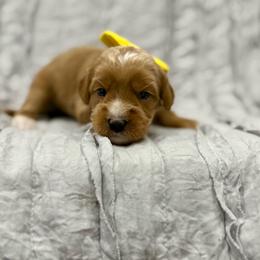 Dos - Red male Australian Labradoodle puppy in Calhoun, Louisiana from Arrowhead Australian Labradoodles